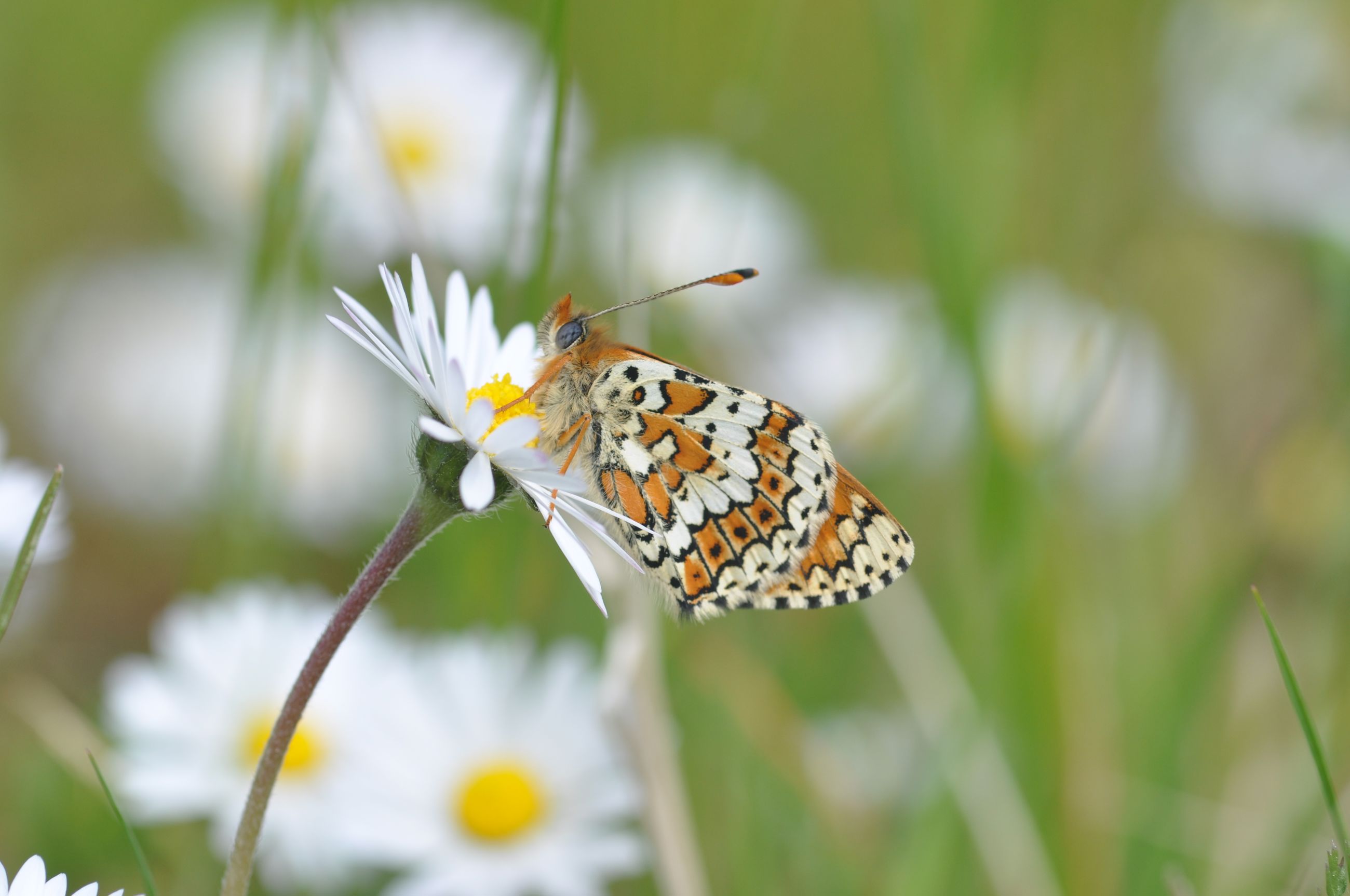 Sommerfugl