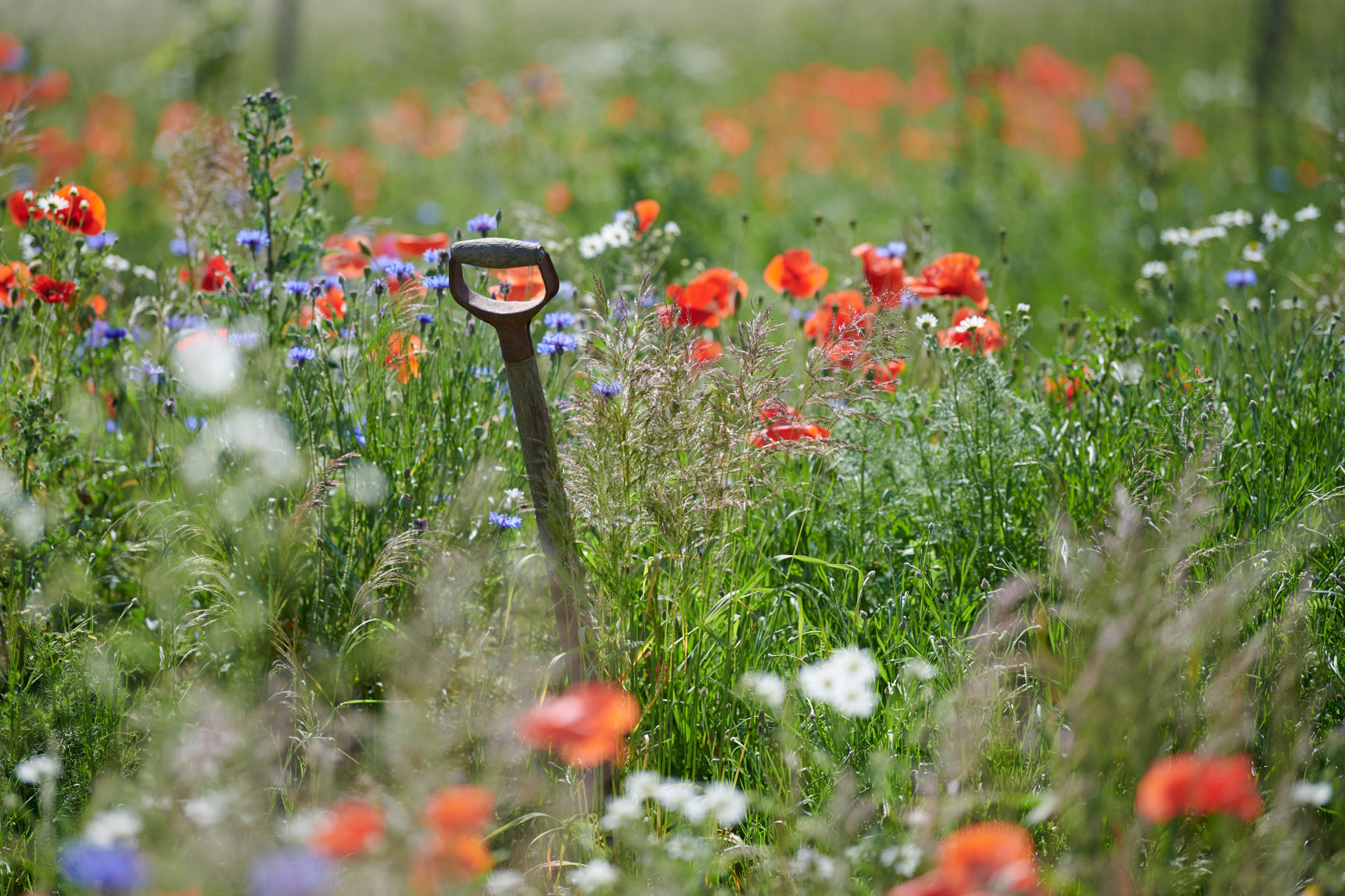 Havegreb i blomsterflor