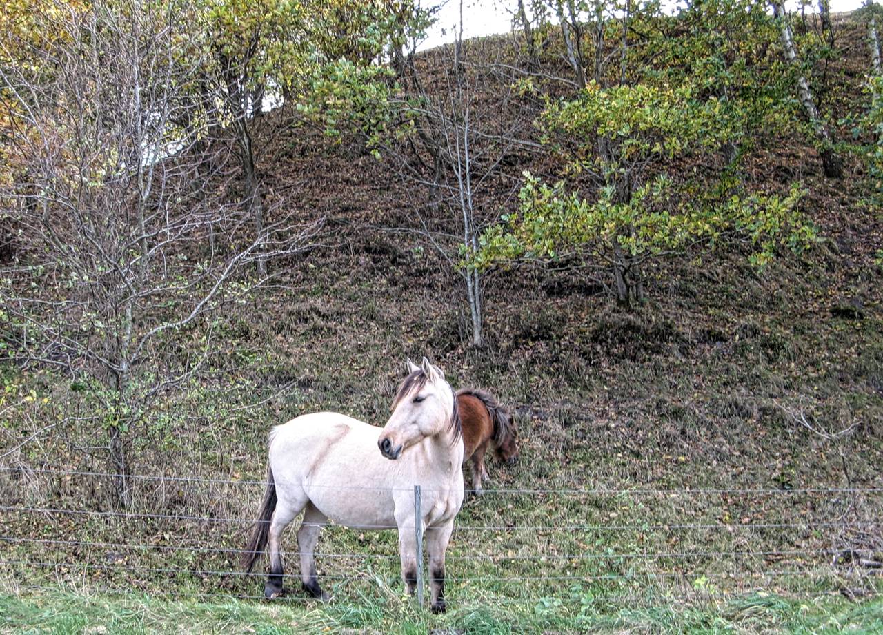 Heste i Assentoft Bakker