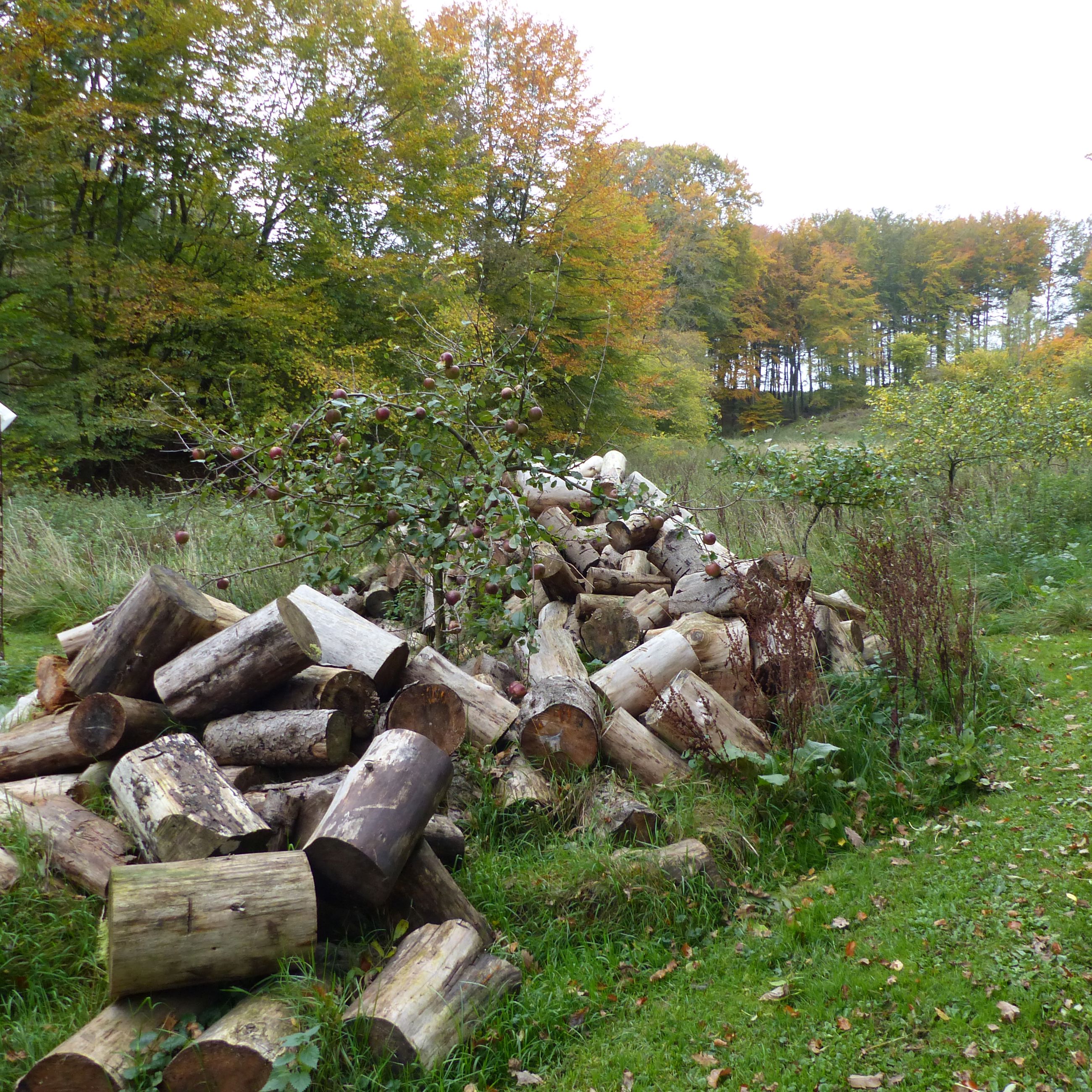 Brændestabel i Fussingø Skov