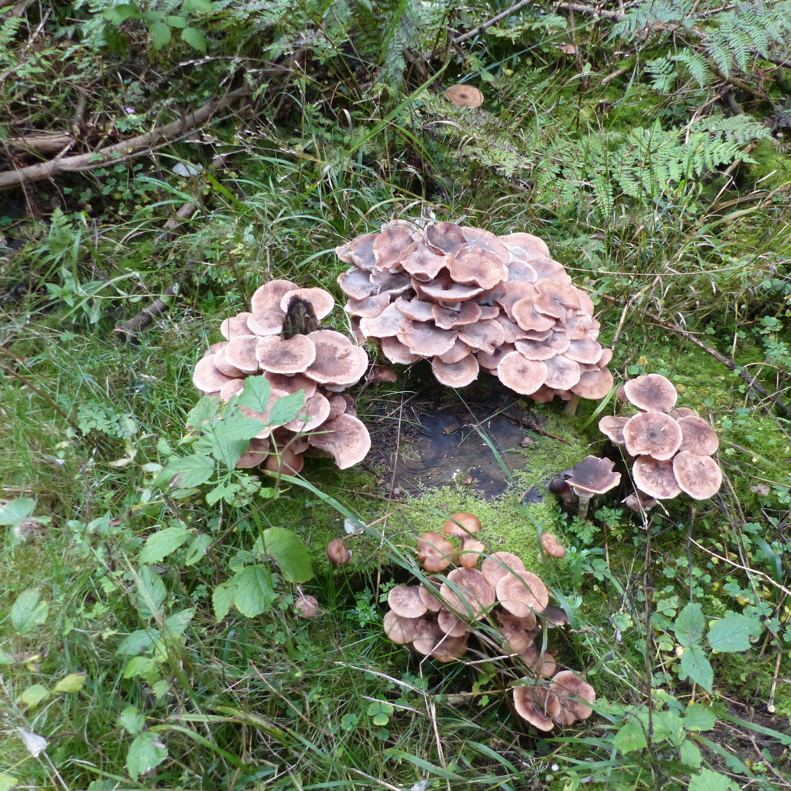 Honningsvamp på stub i Fussingø Skov