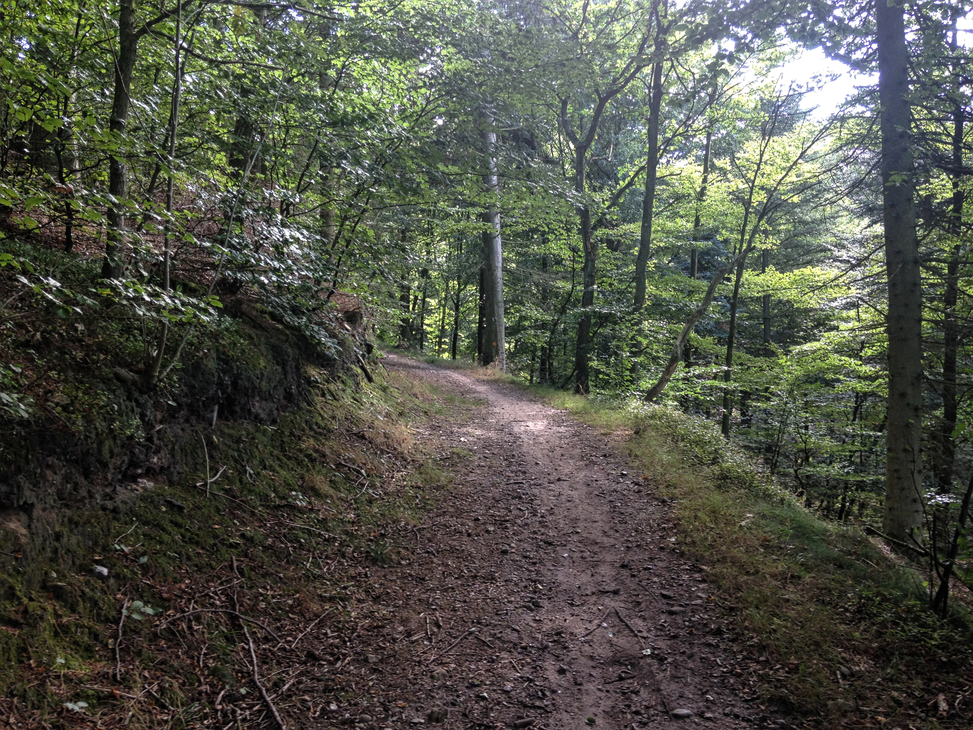 Serpentinesporene i Fussingø Skov
