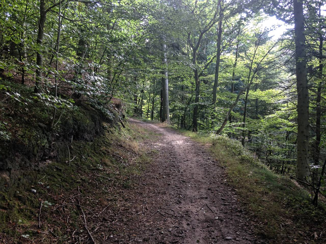 Serpentinesporene i Fussingø Skov