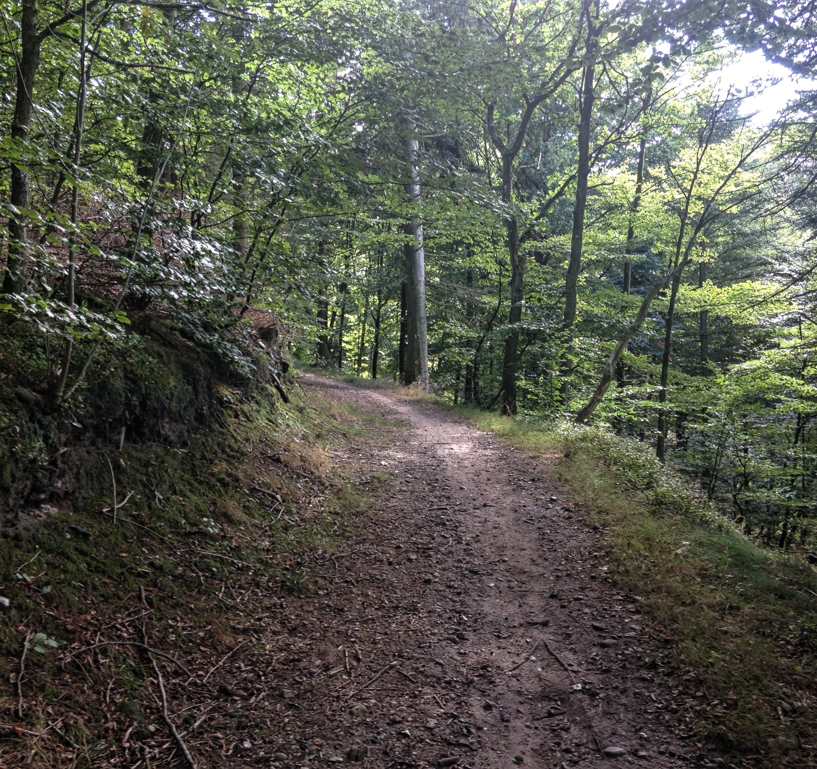Serpentinesporene i Fussingø Skov