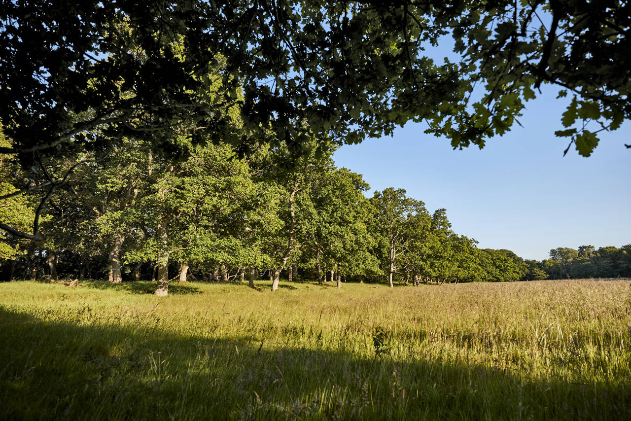 Egeskoven ved Langå