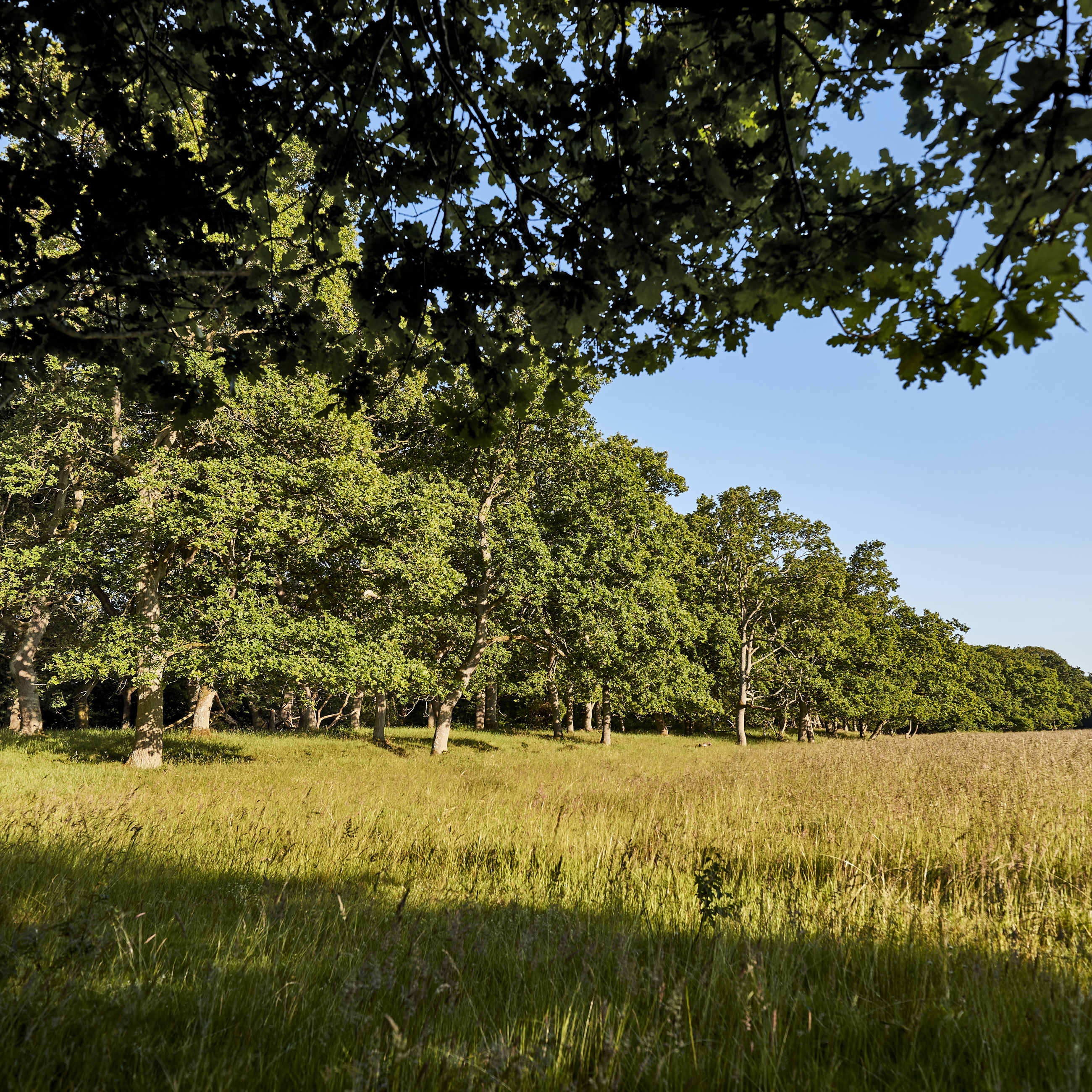 Egeskoven ved Langå
