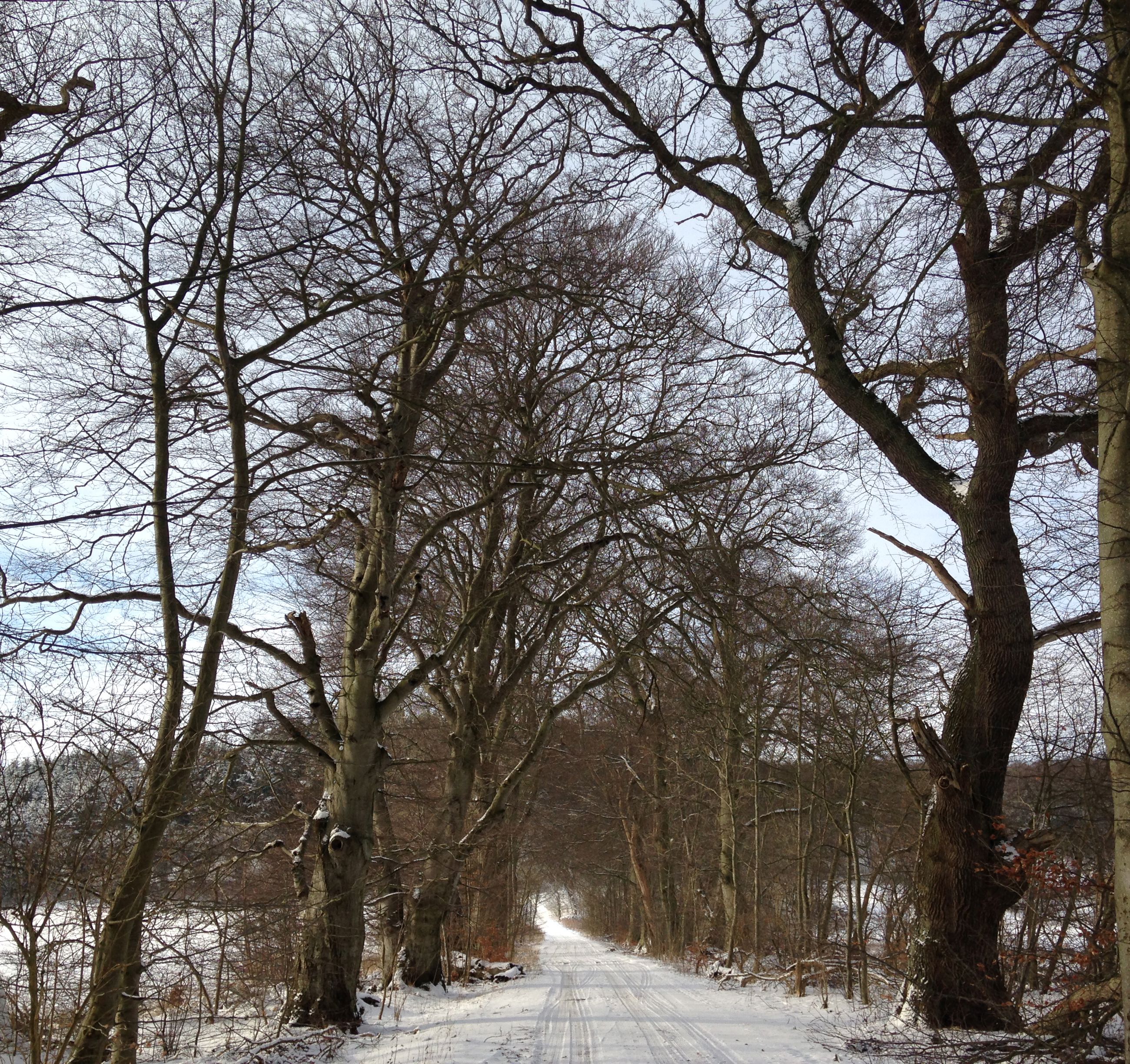 På travetur i lodsens fodspor - sti blandt træer