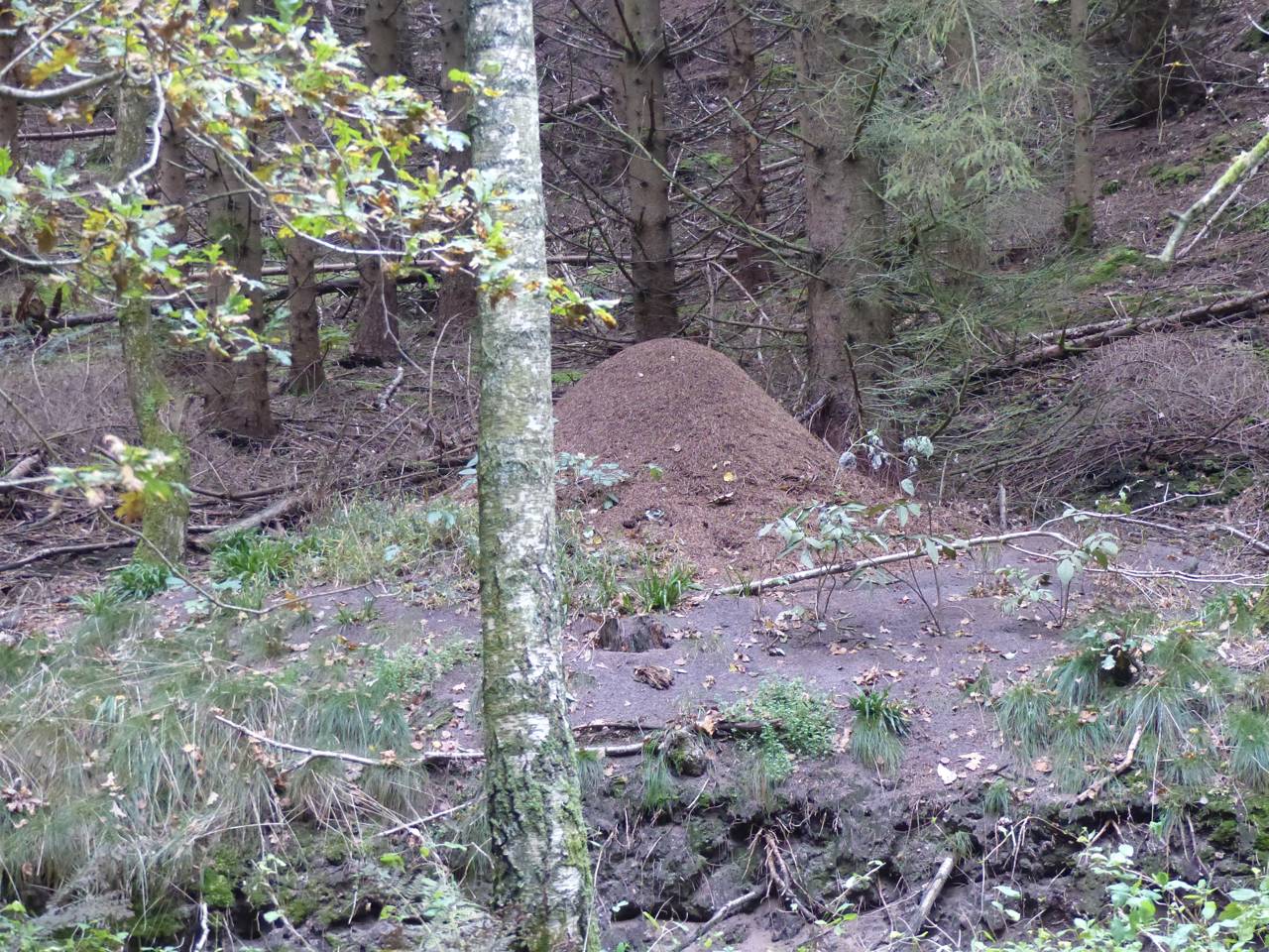 Myretuer i Fussingø Skov