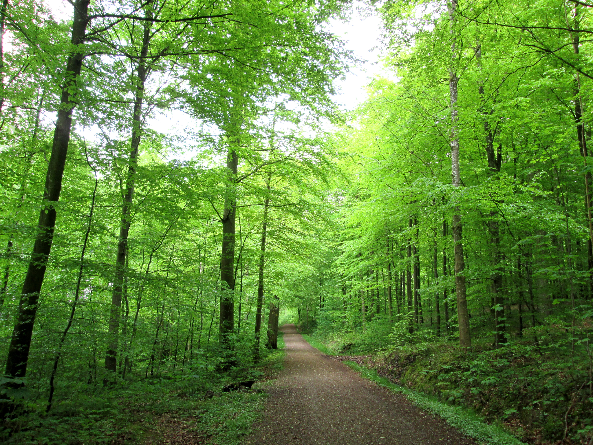 Fussingoe Sønderskov