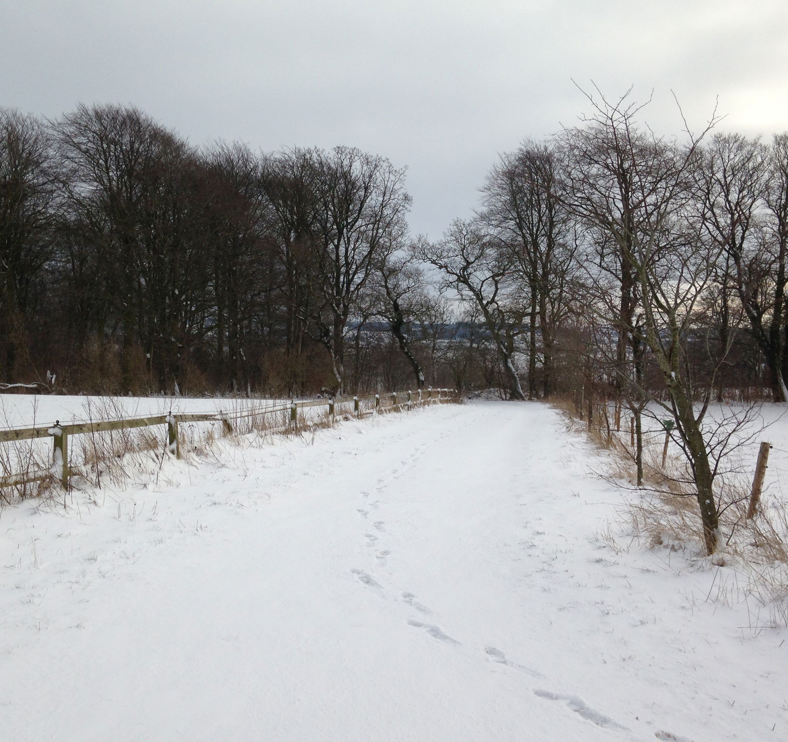 På travetur i lodsens fodspor