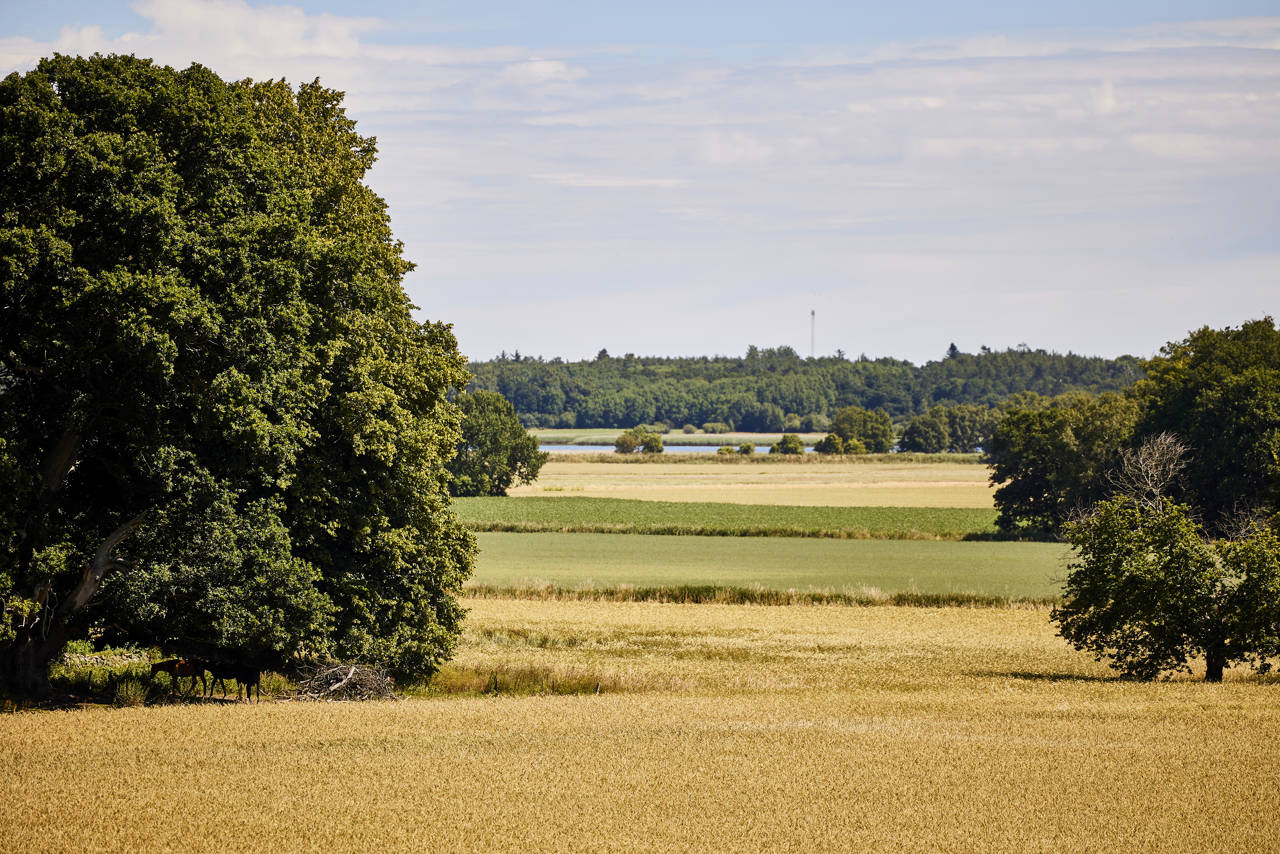 Dødislandskabet ved Støvring