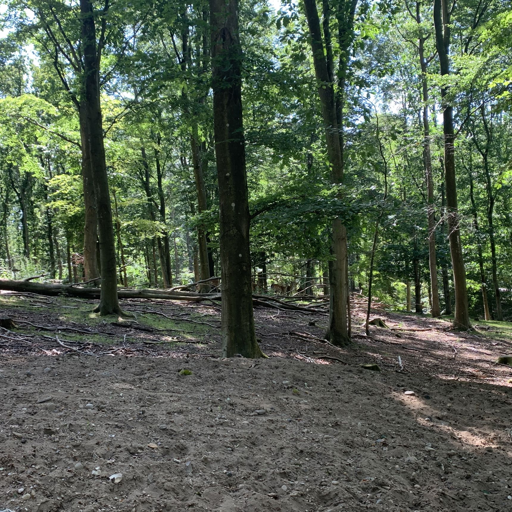 Dådyr i Randers Dyrehave