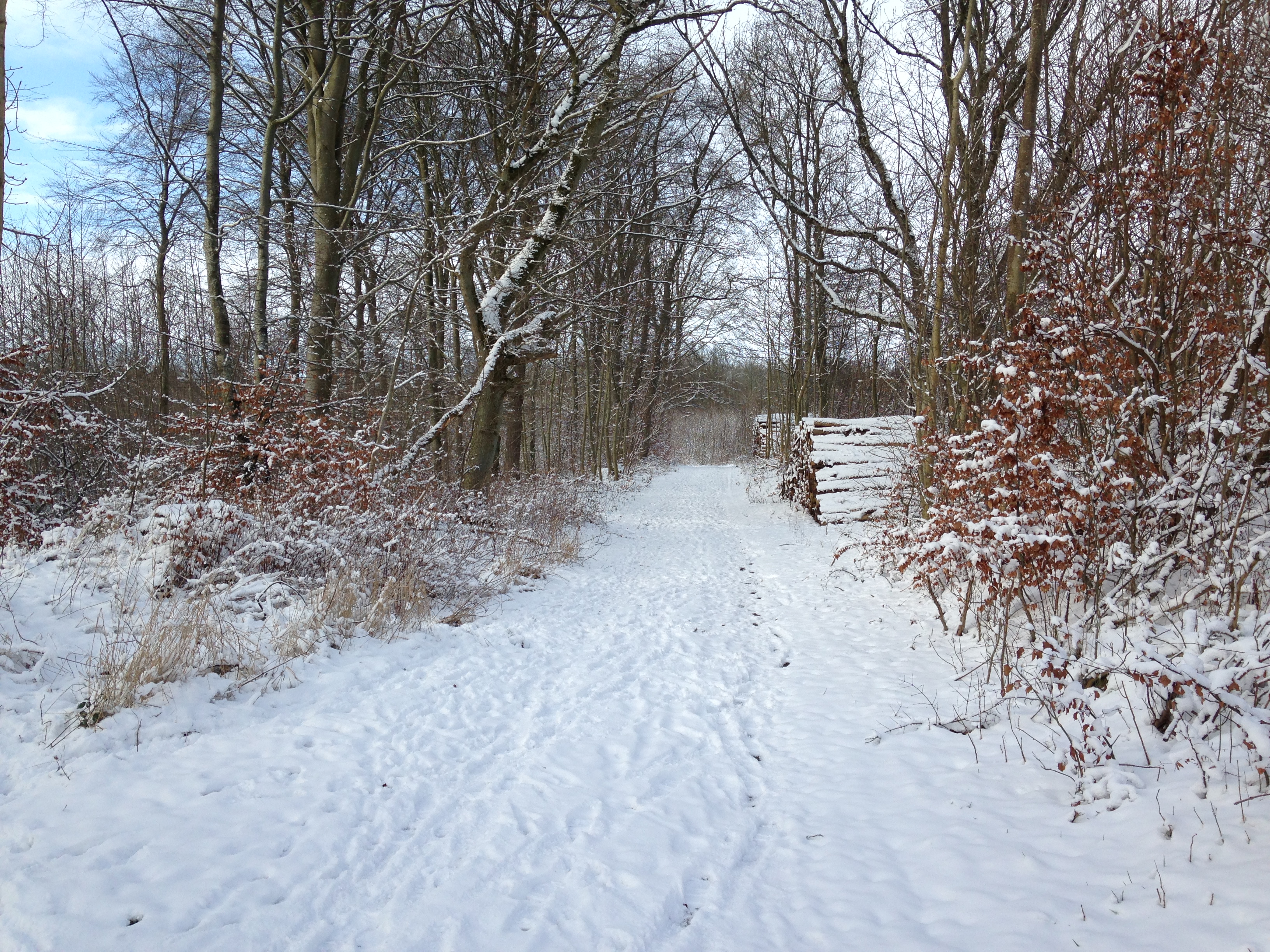 På travetur i lodsens fodspor - sti blandt træer