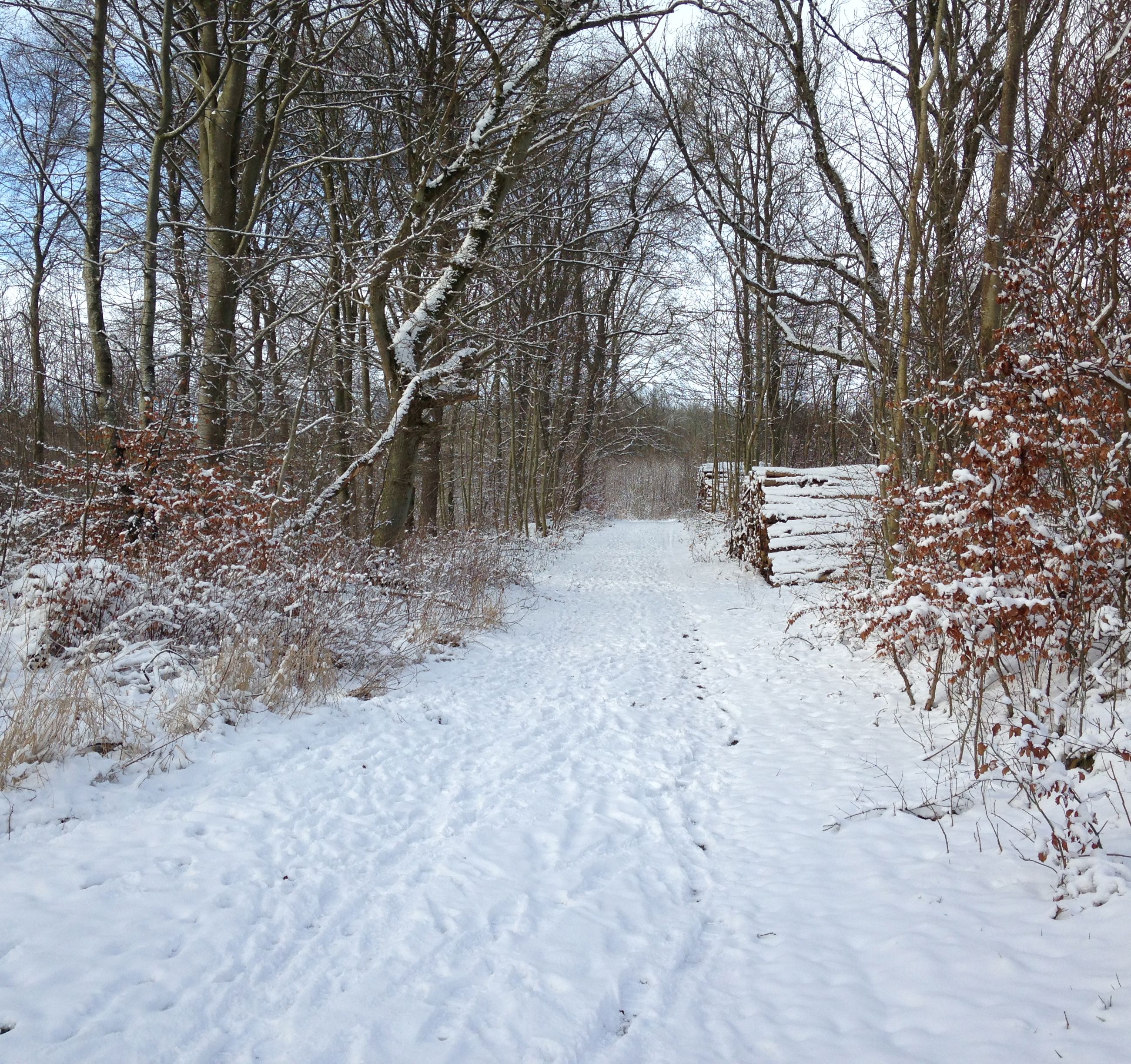 På travetur i lodsens fodspor - sti blandt træer
